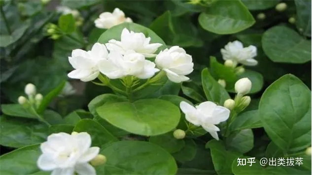 茉莉花的养殖方法和注意事项（茉莉花的栽培方法）