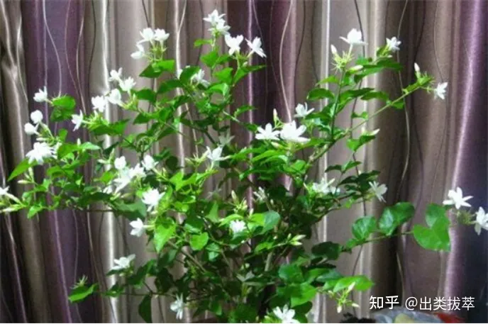 茉莉花的养殖方法和注意事项（茉莉花的栽培方法）