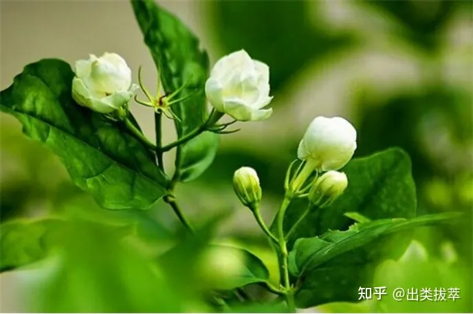 茉莉花的养殖方法和注意事项（茉莉花的栽培方法）