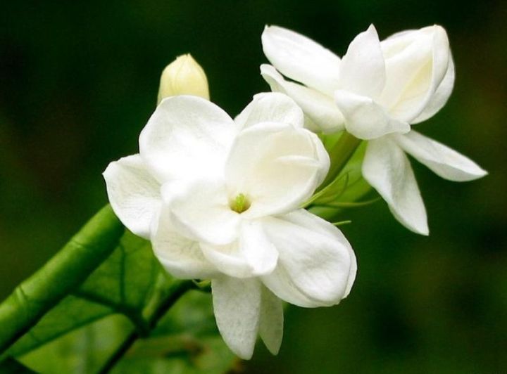 茉莉花种植技巧（茉莉花种植技术）