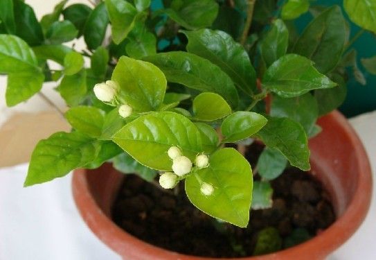 茉莉花种植技巧（茉莉花种植技术）