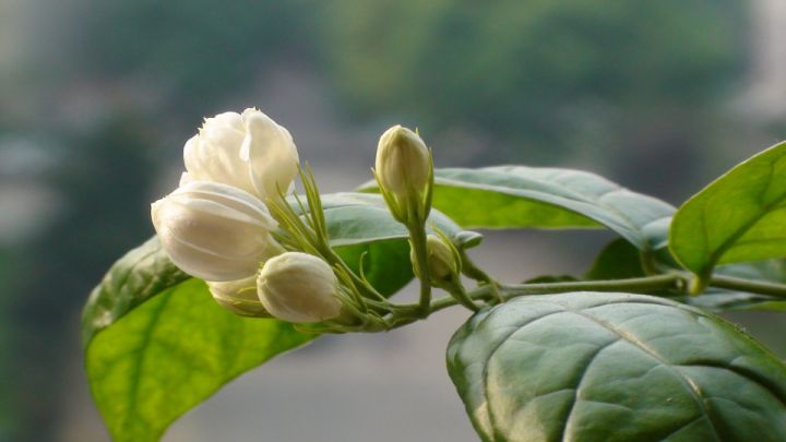 茉莉花种植技巧（茉莉花种植技术）