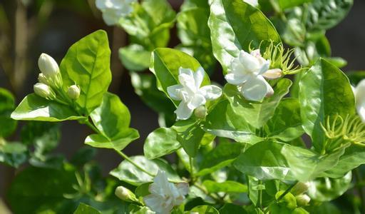 茉莉花种植技巧（茉莉花种植技术）