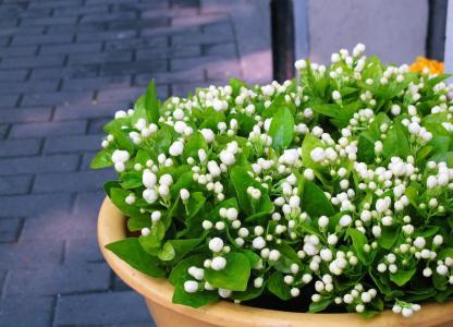 茉莉花种植技巧（茉莉花种植技术）