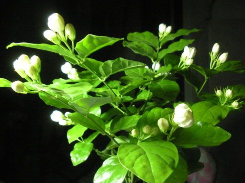 茉莉花种植技巧（茉莉花种植技术）