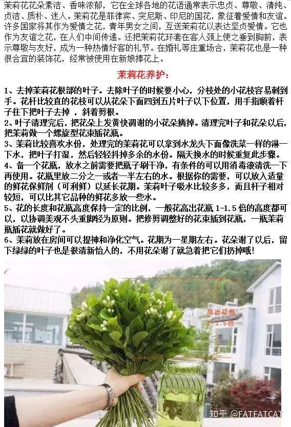 茉莉花怎么养才好？（水培茉莉花怎么养才长得好）