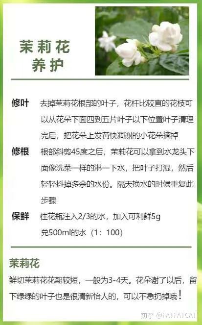 茉莉花怎么养才好？（水培茉莉花怎么养才长得好）