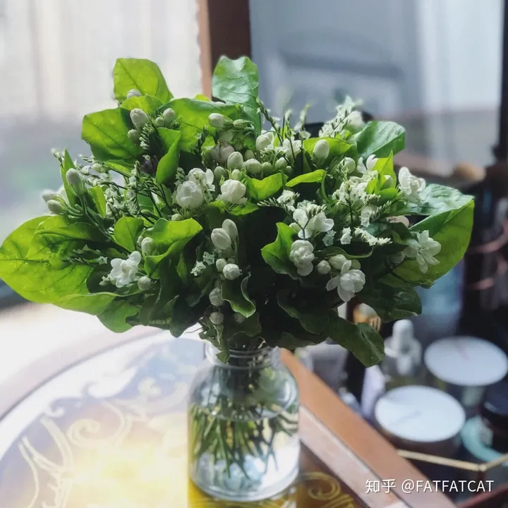 茉莉花怎么养才好？（水培茉莉花怎么养才长得好）