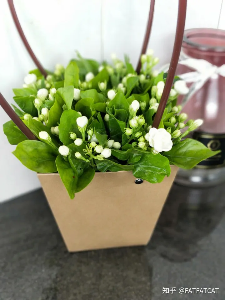 茉莉花怎么养才好？（水培茉莉花怎么养才长得好）