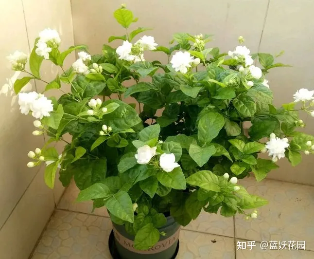 蓝妖：秋季茉莉花的养殖方法和注意事项，这3点很重要！（茉莉花秋季养护方法）
