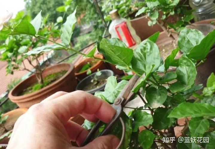 蓝妖：秋季茉莉花的养殖方法和注意事项，这3点很重要！（茉莉花秋季养护方法）