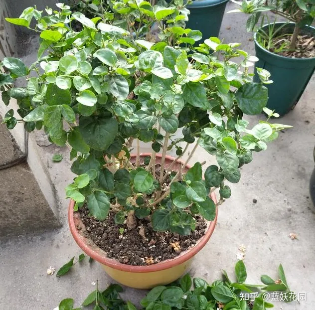 蓝妖：秋季茉莉花的养殖方法和注意事项，这3点很重要！（茉莉花秋季养护方法）