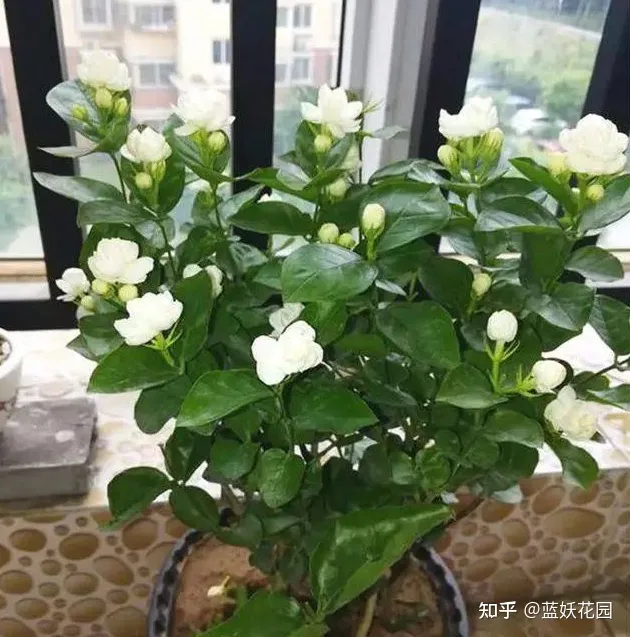 蓝妖：秋季茉莉花的养殖方法和注意事项，这3点很重要！（茉莉花秋季养护方法）