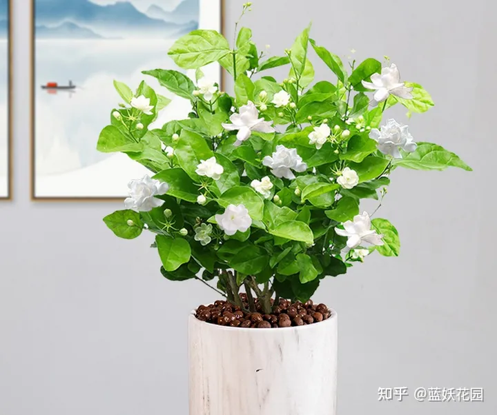 蓝妖：秋季茉莉花的养殖方法和注意事项，这3点很重要！（茉莉花秋季养护方法）