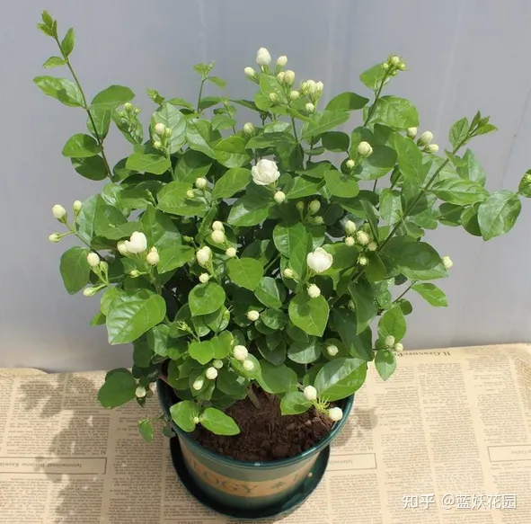 蓝妖：秋季茉莉花的养殖方法和注意事项，这3点很重要！（茉莉花秋季养护方法）