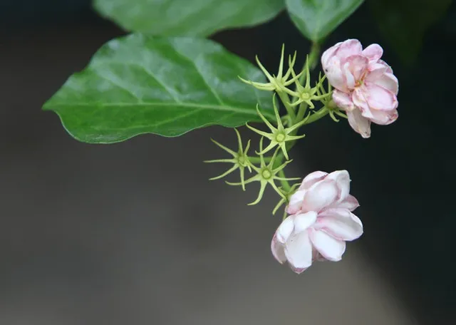 茉莉花养护做到四点，花香洁白，香味浓厚！（茉莉花养护常识）