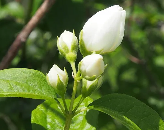 茉莉花养护做到四点，花香洁白，香味浓厚！（茉莉花养护常识）