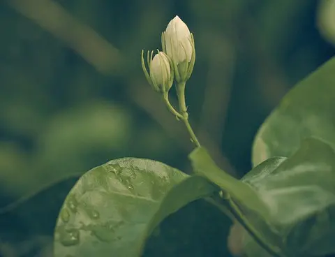 茉莉花养护做到四点，花香洁白，香味浓厚！（茉莉花养护常识）