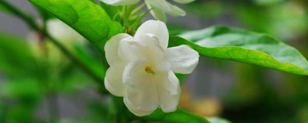 茉莉的养殖方法和注意事项（风车茉莉的养殖方法和注意事项）