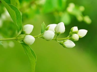 茉莉的养殖方法和注意事项（风车茉莉的养殖方法和注意事项）