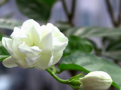 茉莉的养殖方法和注意事项（风车茉莉的养殖方法和注意事项）