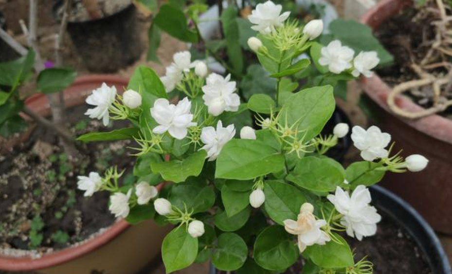 花香十足的茉莉花，怎么才能养好？有“5件事”要注意（茉莉花怎么养茉莉花）