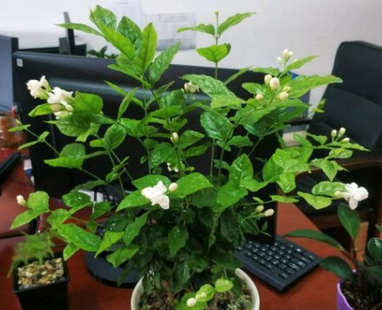 花香十足的茉莉花，怎么才能养好？有“5件事”要注意（茉莉花怎么养茉莉花）