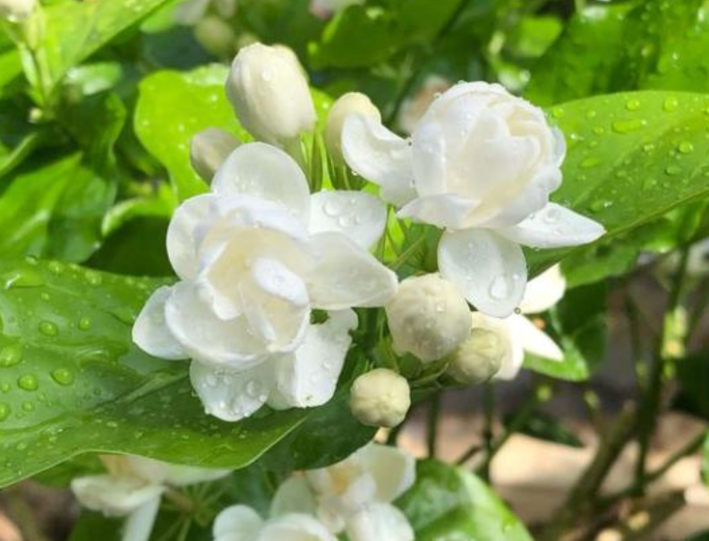 花香十足的茉莉花，怎么才能养好？有“5件事”要注意（茉莉花怎么养茉莉花）