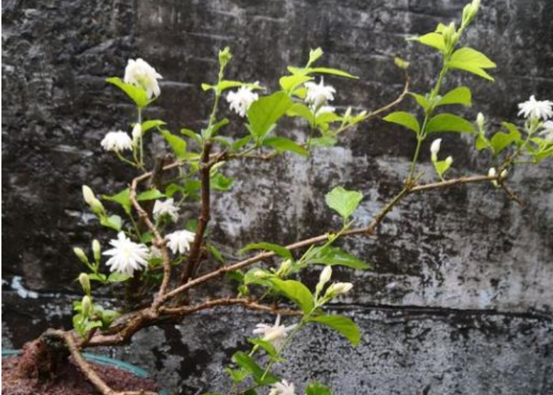 花香十足的茉莉花，怎么才能养好？有“5件事”要注意（茉莉花怎么养茉莉花）