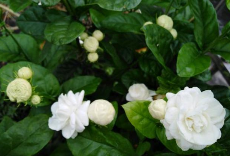 花香十足的茉莉花，怎么才能养好？有“5件事”要注意（茉莉花怎么养茉莉花）