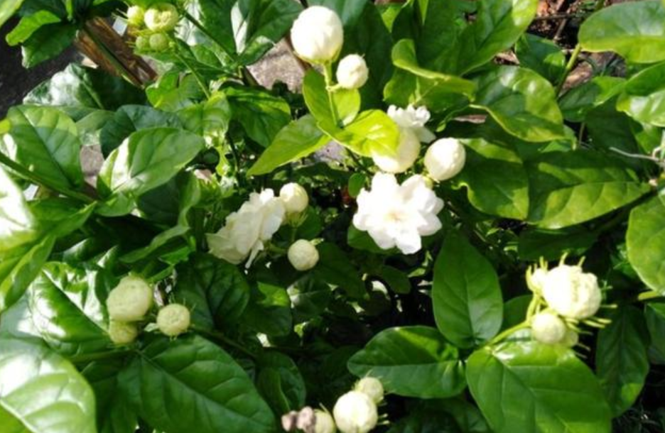 花香十足的茉莉花，怎么才能养好？有“5件事”要注意（茉莉花怎么养茉莉花）