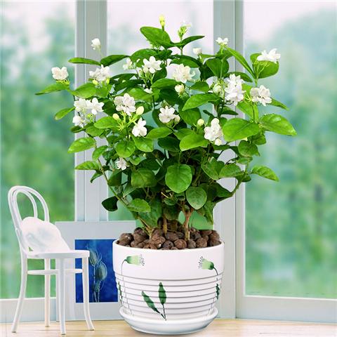 茉莉养不好？只需注意5个点，一盆开花大半年，想养不好都难（茉莉花养吗）