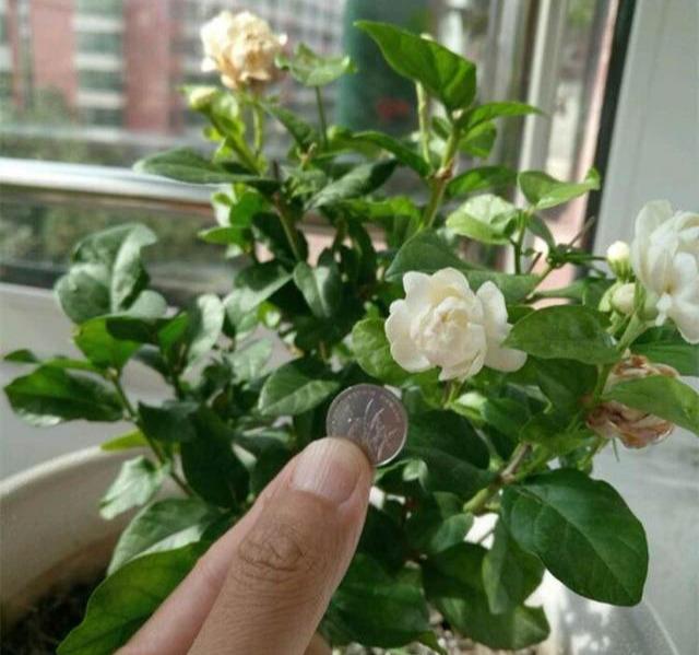 茉莉养不好？只需注意5个点，一盆开花大半年，想养不好都难（茉莉花养吗）