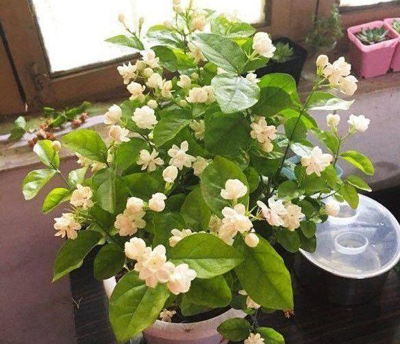 茉莉养不好？只需注意5个点，一盆开花大半年，想养不好都难（茉莉花养吗）