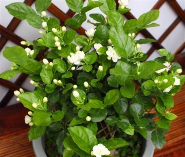 茉莉养不好？只需注意5个点，一盆开花大半年，想养不好都难（茉莉花养吗）