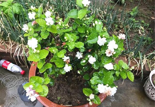 茉莉养不好？只需注意5个点，一盆开花大半年，想养不好都难（茉莉花养吗）