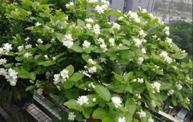 茉莉养不好？只需注意5个点，一盆开花大半年，想养不好都难（茉莉花养吗）