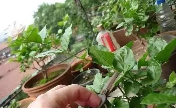 茉莉养不好？只需注意5个点，一盆开花大半年，想养不好都难（茉莉花养吗）
