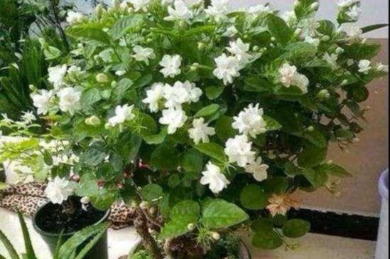 茉莉养不好？只需注意5个点，一盆开花大半年，想养不好都难（茉莉花养吗）