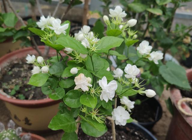 家中养茉莉花，注意“5件事”，一年到头花不断，香味十足（养茉莉花好吗?）