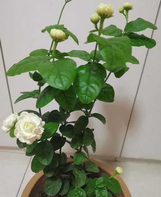 家中养茉莉花，注意“5件事”，一年到头花不断，香味十足（养茉莉花好吗?）