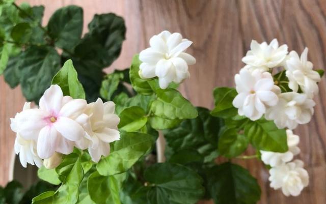 家中养茉莉花，注意“5件事”，一年到头花不断，香味十足（养茉莉花好吗?）