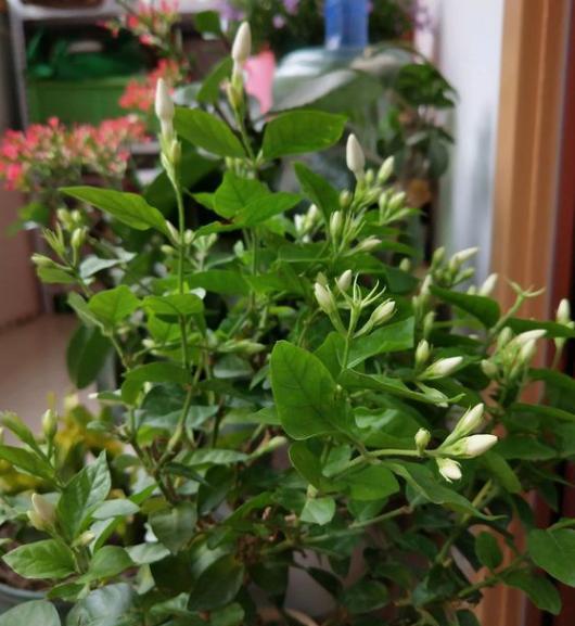 家中养茉莉花，注意“5件事”，一年到头花不断，香味十足（养茉莉花好吗?）