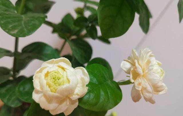 家中养茉莉花，注意“5件事”，一年到头花不断，香味十足（养茉莉花好吗?）