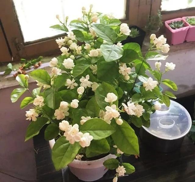 养茉莉，记住5点“疯狂”，一年开5茬，花开爆盆不是事（茉莉花养花指南）