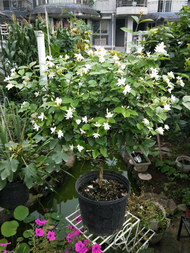 养茉莉，记住5点“疯狂”，一年开5茬，花开爆盆不是事（茉莉花养花指南）