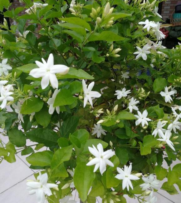 养茉莉，记住5点“疯狂”，一年开5茬，花开爆盆不是事（茉莉花养花指南）