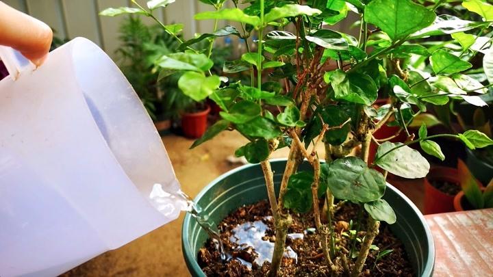 养茉莉，记住5点“疯狂”，一年开5茬，花开爆盆不是事（茉莉花养花指南）