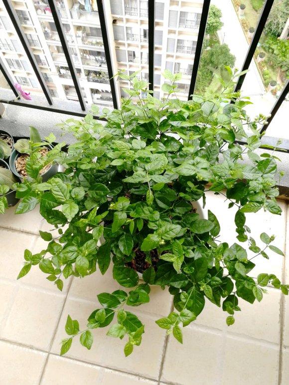 养茉莉，记住5点“疯狂”，一年开5茬，花开爆盆不是事（茉莉花养花指南）