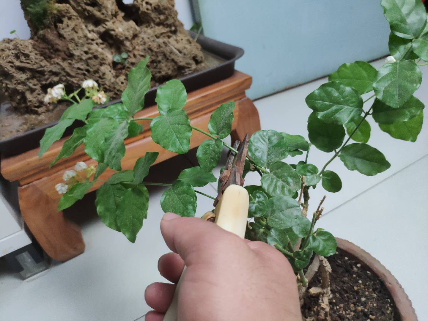 养茉莉，记住5点“疯狂”，一年开5茬，花开爆盆不是事（茉莉花养花指南）